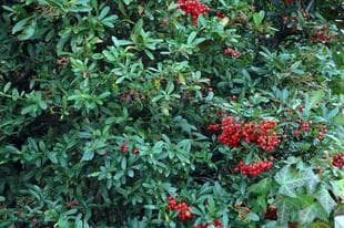20070217Pyracanth.jpg