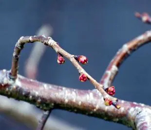 20070310WeepingCherry.jpg