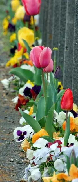 20070331TulipKirin.jpg