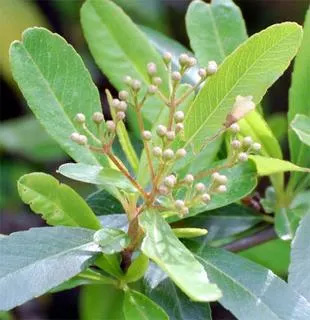 20070415Pyracantha.jpg