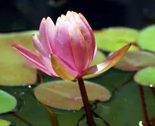 20070616WaterLily2.jpg