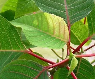 20071110Poinsettia1.jpg
