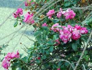 2001209Anjera.jpg