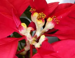 20080112Poinsettia2.jpg