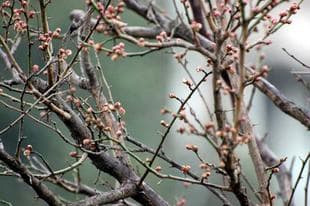 20080112WhitePlum1.jpg