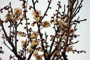 20080210WhitePlum.jpg