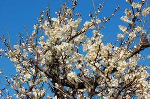 20080217WhitePlum.jpg