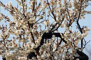 20080223WhitePlum.jpg
