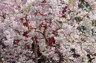20080405ShidareCherry2.jpg