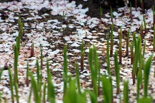 20080405Suzuran.jpg