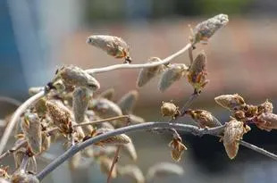 20080405Wisteria.jpg