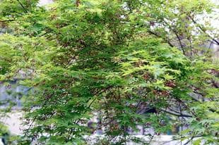 20080412Momiji.jpg