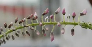 20080412Wisteria.jpg