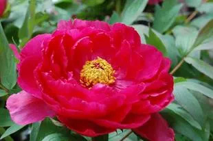 20080419Botan.jpg
