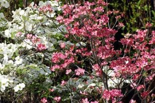 20080419Hanamizuki.jpg