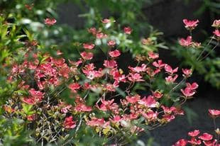 20080419Hanamizuki3.jpg
