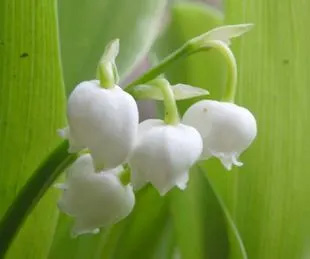 20080419Suzuran.jpg