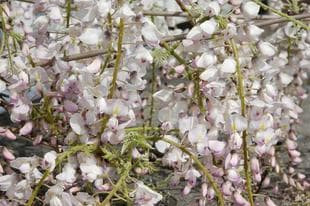 20080419Wisteria.jpg