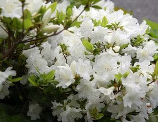 20080420Tsutsuji3.jpg