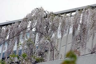 20080420Wisteria.jpg