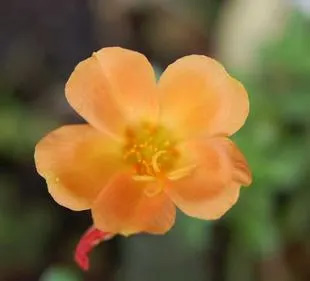 20080621Portulaca.jpg