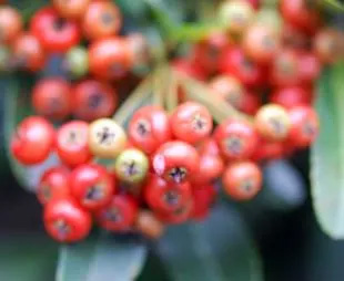 200801012Pyracantha.jpg