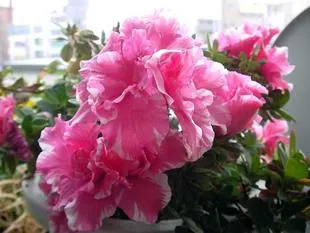 200801116Azalea.jpg