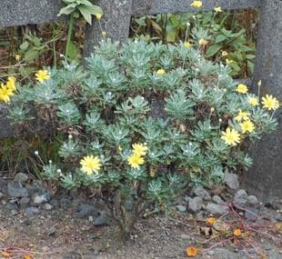 200801116EuryopsDaisy.jpg