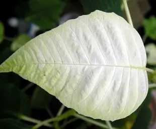 200801130Poincetia2.jpg