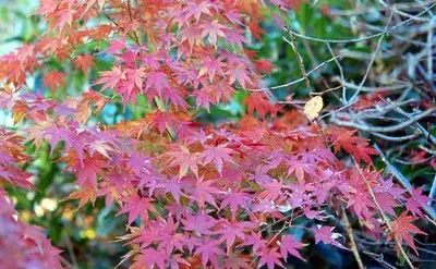 200801207Momiji1.jpg