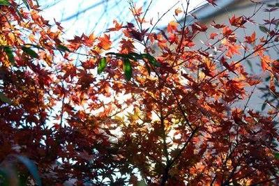 200801207Momiji2.jpg