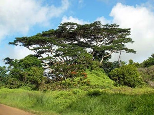 20090102Tree.jpg