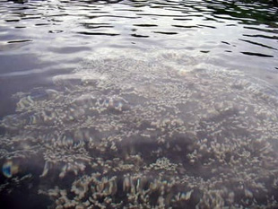 20090104Coral.jpg