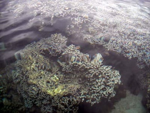 20090104Coral2.jpg