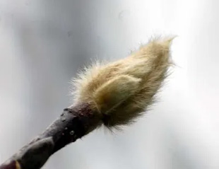 20090131Magnolia.jpg