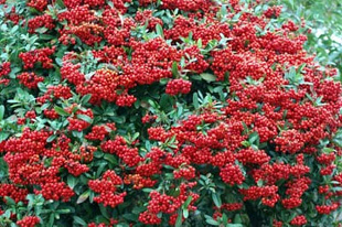 20090131Pyracantha.jpg