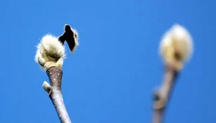 2009010207Magnolia.jpg