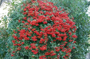 2009010207Pyracantha.jpg