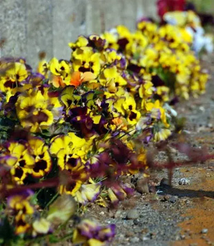 2009010208Viola.jpg