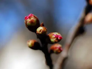 2009010214OkameCherry.jpg