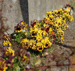 2009010214Panzy.jpg