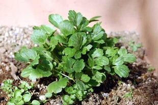 2009010214Ranunculus.jpg