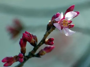 2009010221OkameCherry1.jpg