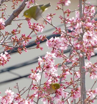 2009010228OkameCherry.jpg