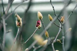 2009010301Magnolia.jpg