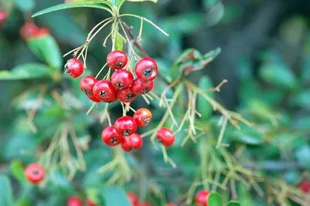 2009010301Pyracantha.jpg