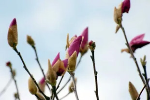2009010307Magnolia.jpg