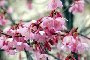 2009010307OkameCherry2.jpg