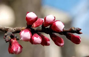 2009010314Apricot.jpg