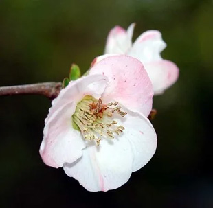 2009010314Boke1.jpg